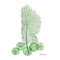 thumbnail image 2 of Emerald Sea Fan and Sand Dollar 2 Poster Print by Albert Koetsier, 2 of 2