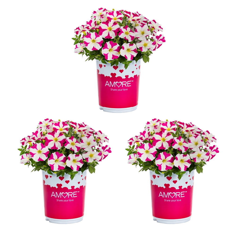 Expert Gardener 2QT Pink Verbena Live...