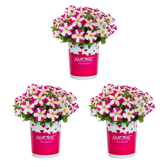 Amore 2QT Pink White Petunia Live Annual Plant Sun 3-Pack