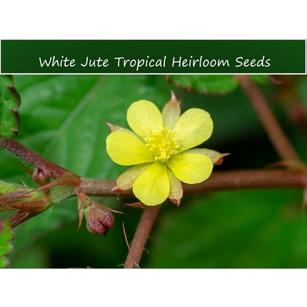 SEEDS- Tropical Herb Seeds-White Jute-20 Seeds- Ornamental Herb- Rare! Container or Garden -Corchorus Capsularis