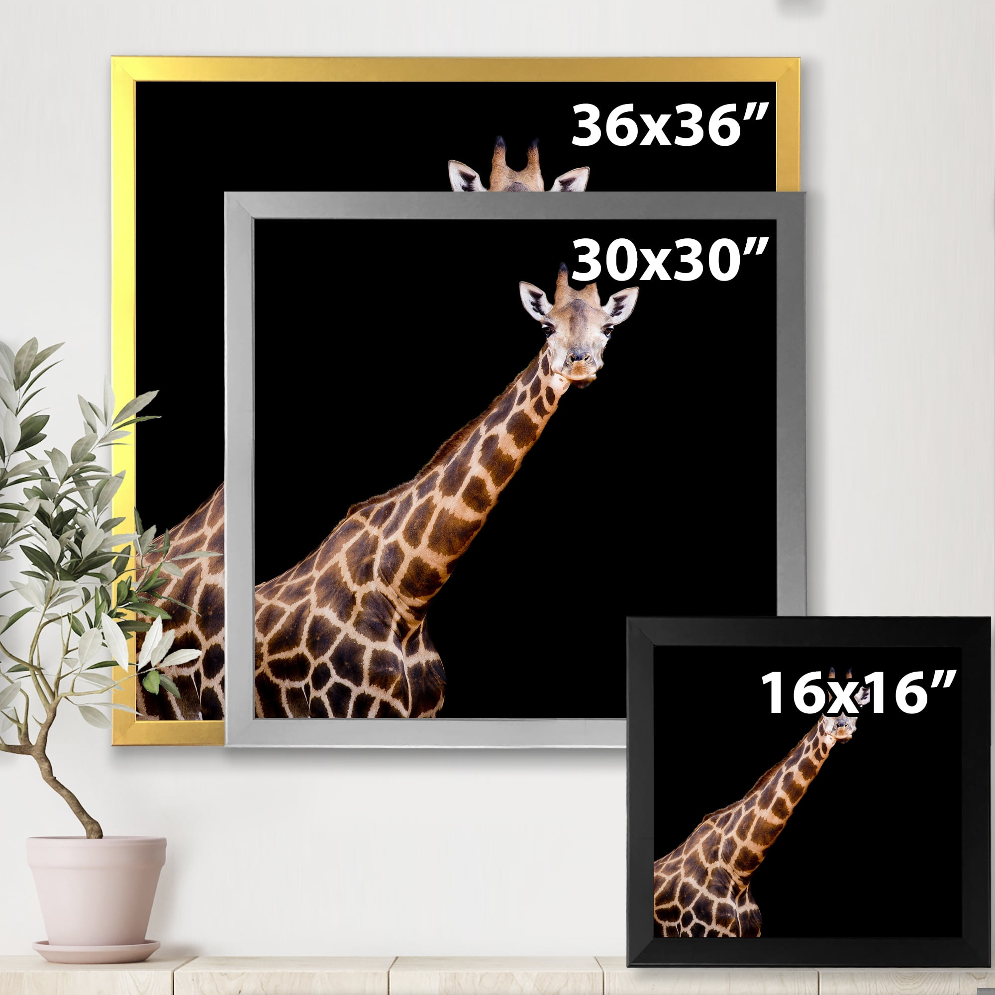 Designart 'Portrait of A Giraffe On Black Background III' Farmhouse Framed Art Print