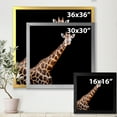 thumbnail image 4 of Designart 'Portrait of A Giraffe On Black Background III' Farmhouse Framed Art Print, 4 of 4