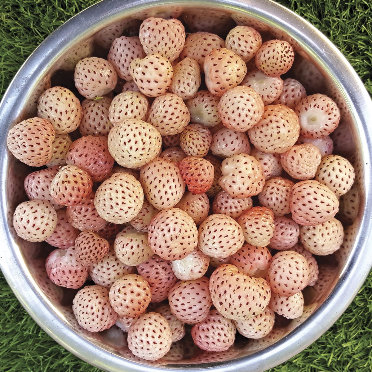 Van Zyverden Speciality Strawberries White Carolina Set of 20 Plant Roots Pink Full Sun
