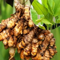 Live Curcuma Turmeric Rhizome Plants 4-6 Inch Tall, Easy-care Turmeric Curcuma Plants for Garden