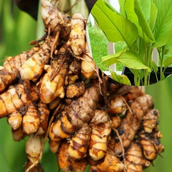 Live Curcuma Turmeric Rhizome Plants 4-6 Inch Tall, Easy-care Turmeric Curcuma Plants for Garden