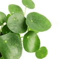 thumbnail image 6 of Pilea Peperomioides - Chinese Money Plant (6"+ Plastic Pot) - Easy to Care Houseplant for Beginners, 6 of 6