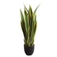 thumbnail image 1 of Sansevieria Plant, 1 of 3