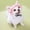 Pink, variant on Minzimin 1Pack Dog Hat with Ear Holes Sunscreen Baseball Caps Hats Outdoor Bucket Hat Sun Protection Dog Bonnet for Small and Medium-Sized Dogs