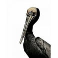 thumbnail image 3 of Ogren, Sarah 12x14 Black Modern Framed Museum Art Print Titled - Brown Pelican, 3 of 5