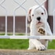 thumbnail image 1 of NUOLUX 4Ud Soportes Estables Para Puertas De Mascotas Barrera Y Segura Para Uso En Casa, 1 of 8