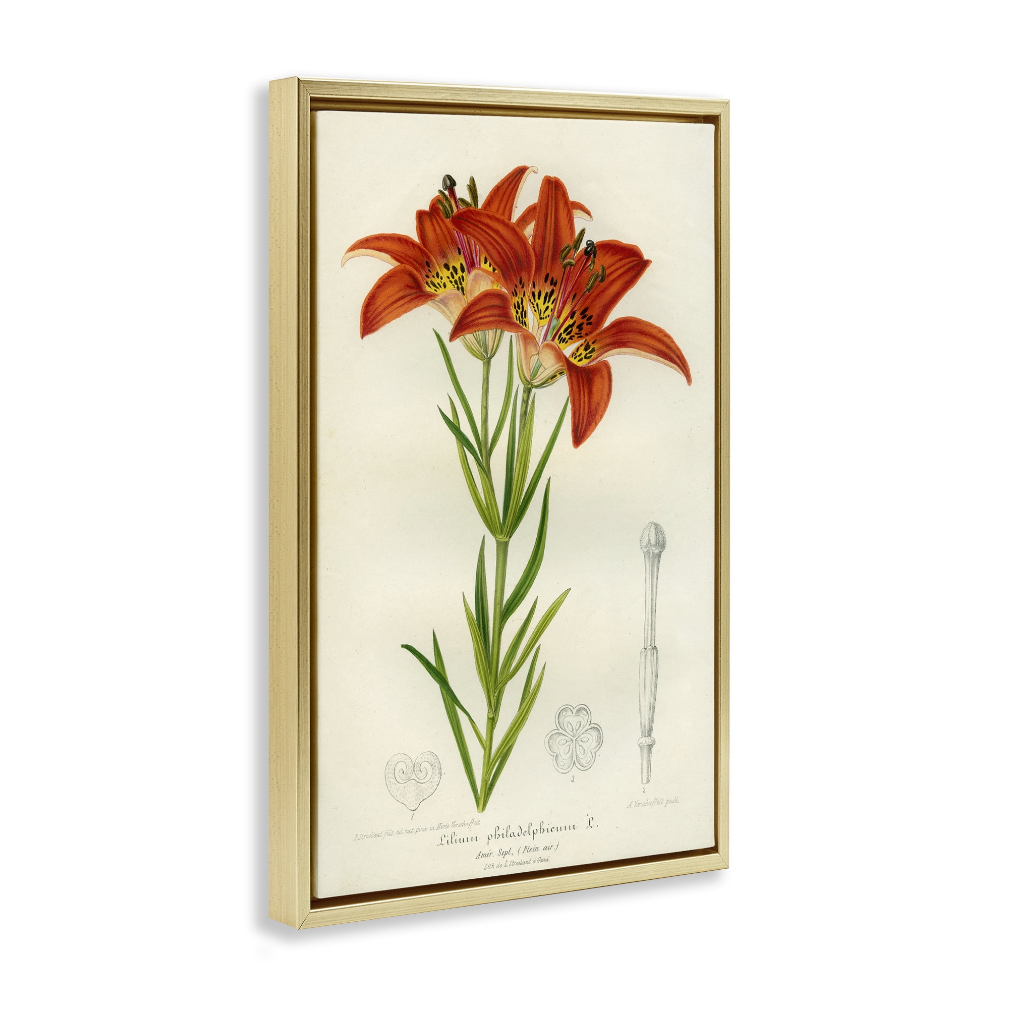 Stupell Industries Western Red Lily Gold Framed Floater Canvas Wall Art, design by Print Collection