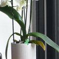 thumbnail image 4 of 3 Rolls Plant Fixing Strap Convenient Vine Plant Straps Gardening Accessory, 4 of 9