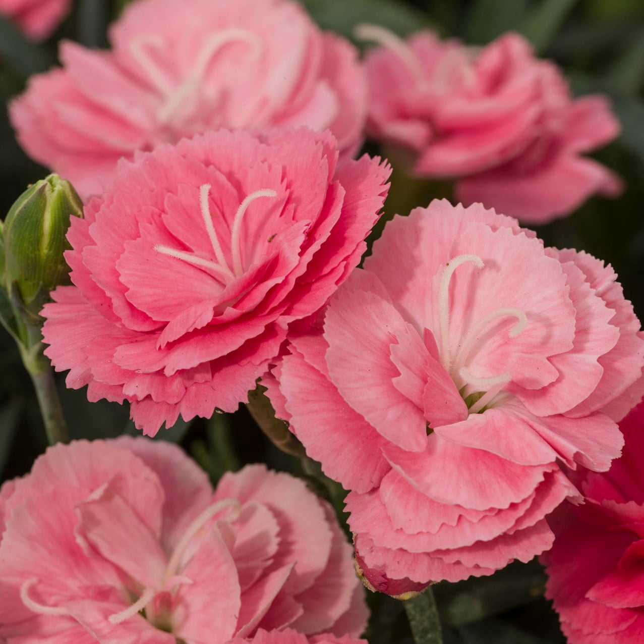 Better Homes & Gardens 2.5 Quart Multicolor Dianthus Perennial Outdoor Live Plants Full Sun