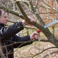 thumbnail image 4 of FELCO FEL11630 Pull Stroke Curved 13 Inch Blade Pruning Saw with Sheath, 4 of 4