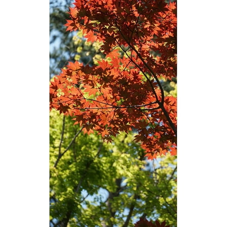 Laminated Maple Wood - LAMINATED POSTER Autumn Leaves Light Landscape Wood Forest Maple Poster Print 24 x 36