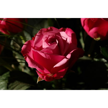 Red Floor Broom LAMINATED POSTER Flower Red Bloom Rose Rose Bloom Blossom Plant Poster Print 24 x 36 ()