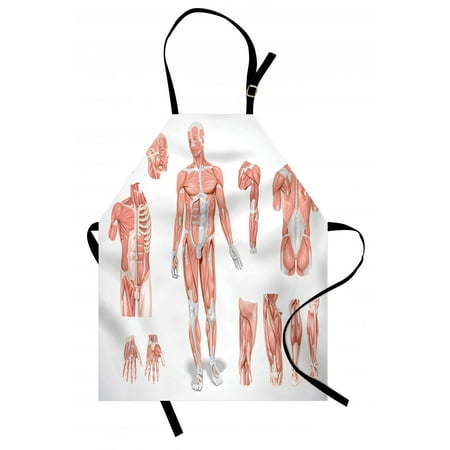 Human Anatomy Apron Inner Muscle System Skin Structure with Cells Biology Health Medical Display, Unisex Kitchen Bib Apron with Adjustable Neck for Cooking Baking Gardening, Coral Grey, by