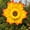 Other, variant on 1pcs Sunflower Windmill Outdoor Toys Outdoor Toys for Outdoor Lawn Decor Party Windmill Whirl Pinwheel Garden Pinwheel Garden Decor Yard Windmill Garden Windmill Cartoon