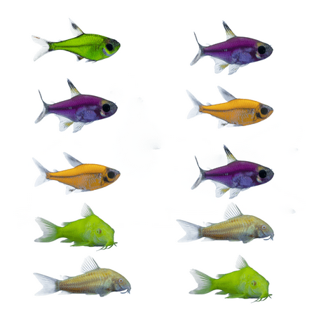 GloFish® Pristella Tetra-Cory 10ct Live Fish Assortment