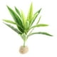 thumbnail image 5 of Planta de agua artificial artificiales de exterior exterior exterior real para acuarios se describe, 1 1 Salvador  Reptil Vivarium Plant, 5 of 10