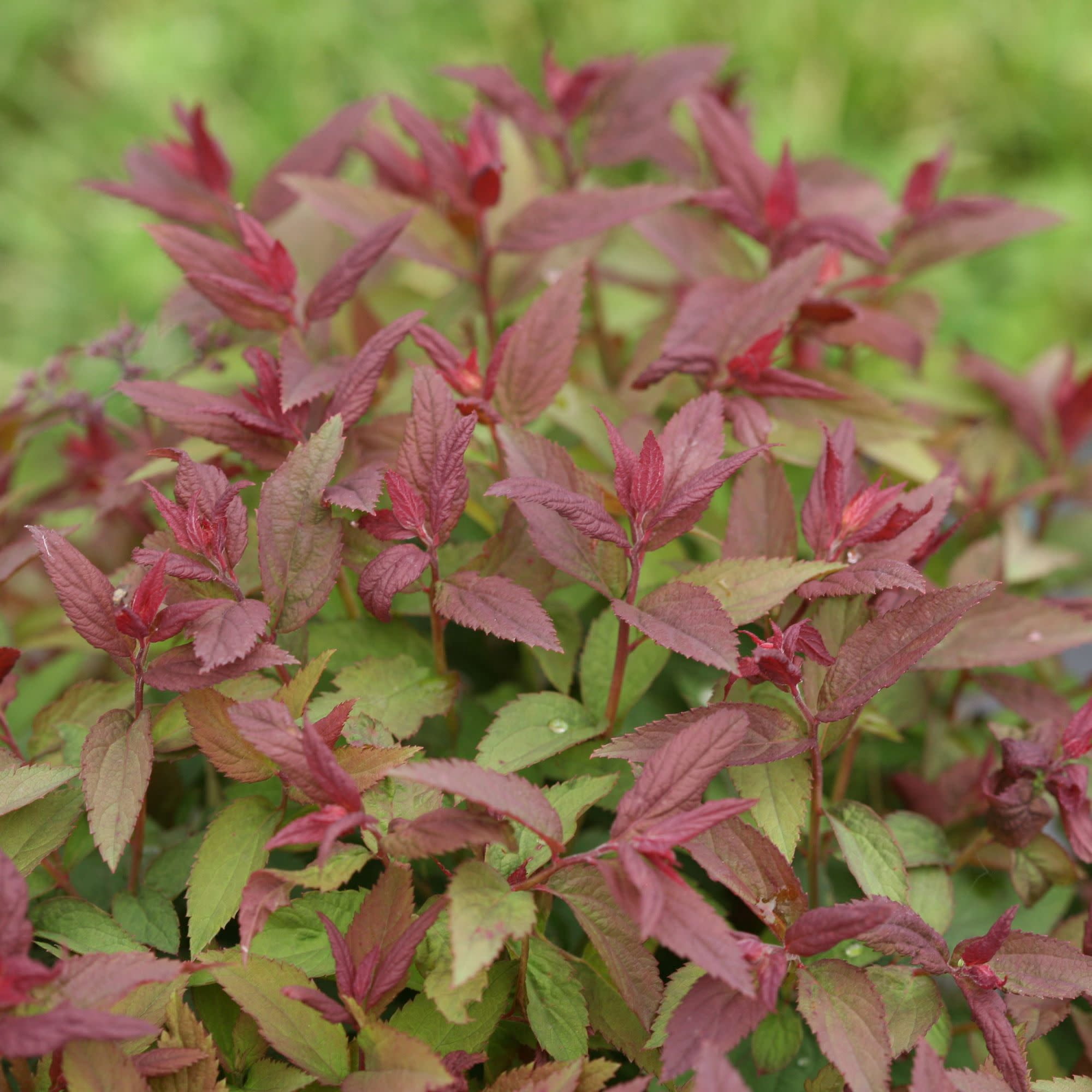Proven Winners ColorChoice 5" Double Play Red Spirea Live Plant in 4.5" Pot (4 Count)