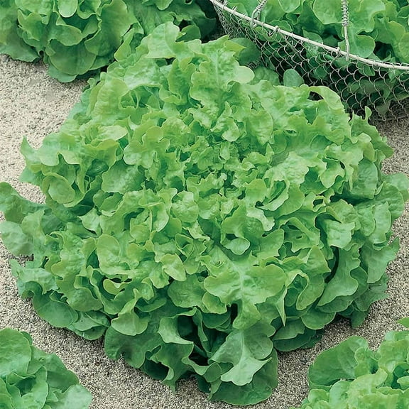 Leaf Lettuce Garden Seeds - Salad Bowl Green - 1 g Packet ~900 Seeds - Non-GMO, Heirloom Vegetable Gardening & Salad Micro Greens Seed