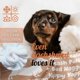 thumbnail image 4 of LHSHID Dachshund Gifts for Women Dachshund Flannel Blanket for Dachshund Lovers Owners Soft Throw Blanket for Adults Brown Long 30x40in, 4 of 5