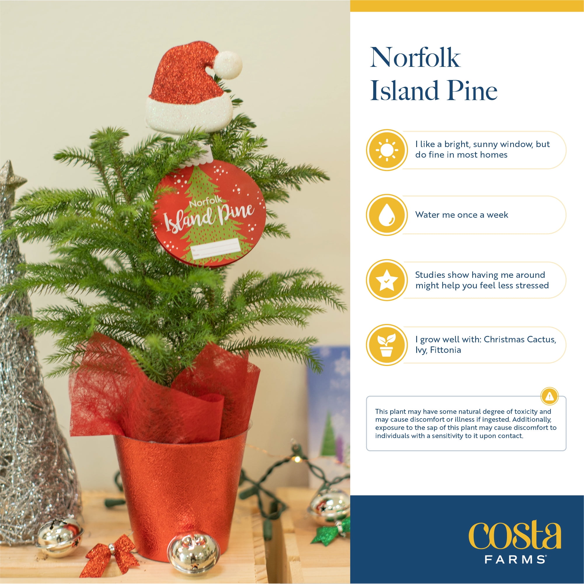 Costa Farms Live Indoor 12in. Norfolk Island Pine, 2-Pack