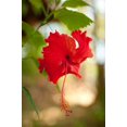thumbnail image 2 of Berzel, Erin 17x24 White Modern Wood Framed Museum Art Print Titled - Red Hibiscus, 2 of 4