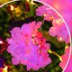 thumbnail image 1 of Puntoco Lámpara De Hortensia Simulada Violeta, Decoración Del Hogar., 1 of 7