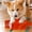 Orange, variant on Byujiro Stuffing-free Squeaky Animal Plush Dog Toy, Flat No-filler Durable Chew Pet Play Accessory, Animal Shaped Squeaker Toy for Small Medium Dogs