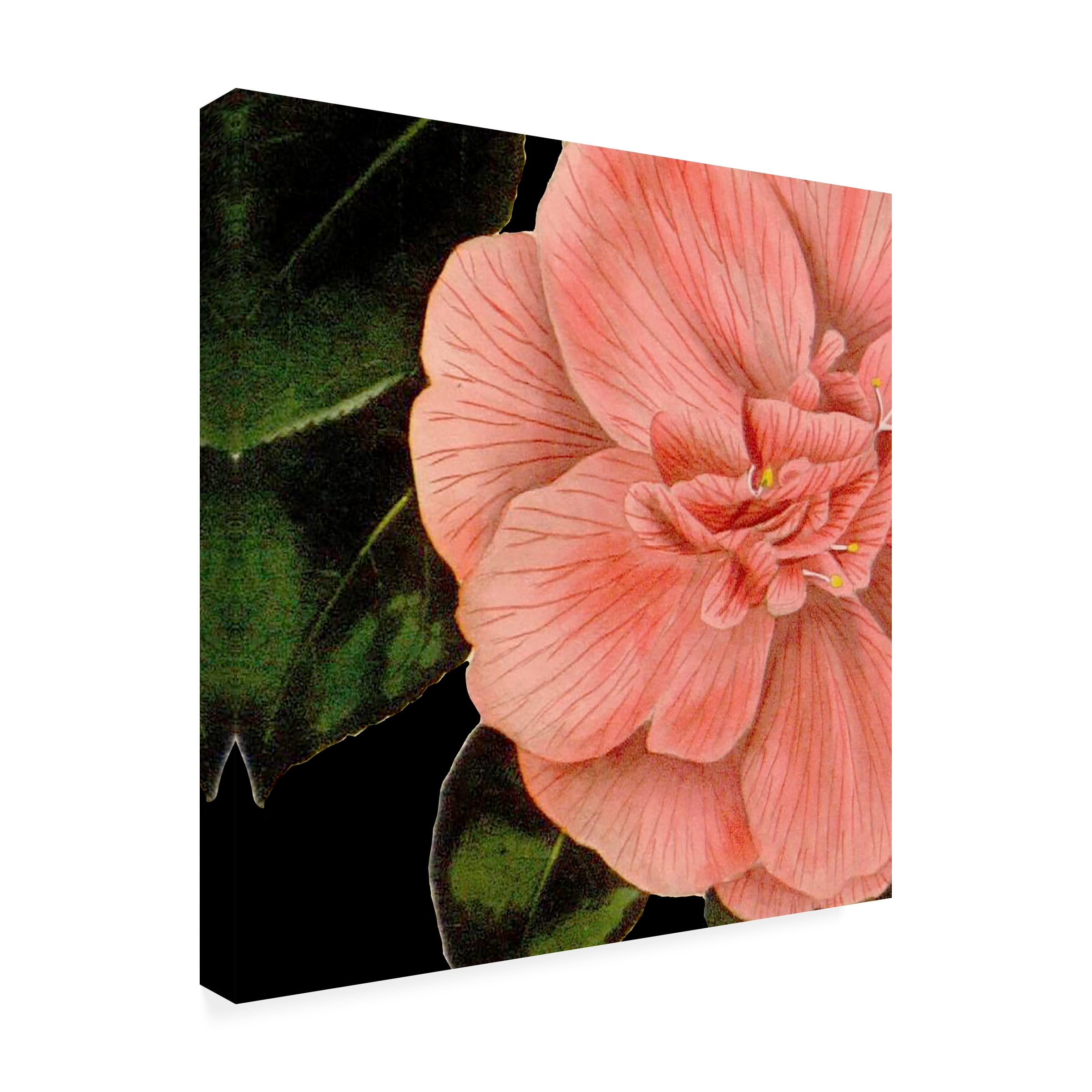 Vision Studio 'Dramatic Camellia I' Canvas Art