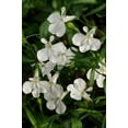 thumbnail image 4 of Expert Gardener - 1.5 Gallon Hanging Basket Calibrachoa Minifamous Annual Combo - Live Plants, 4 of 5