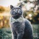 thumbnail image 3 of Pet Collar Cat Collar with Bell Adjustable Design 2Pcs for Pets, 3 of 5