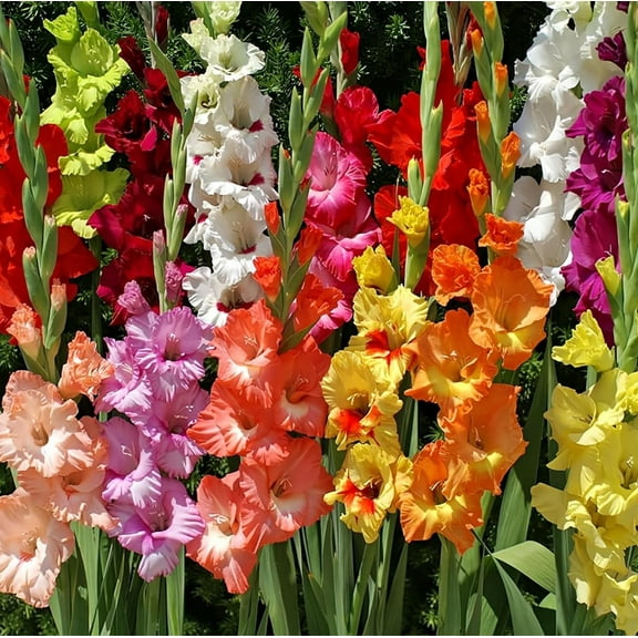 10 Mixed Gladiolus Flower Bulbs for Planting Assorted Colors Gladiolus Bulbs Flowering Perennials