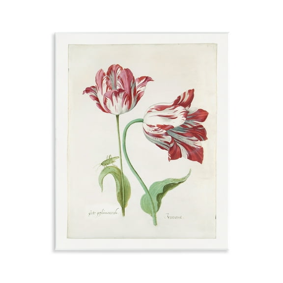 Stupell Industries Classic Tulip Study Plants & Flowers Painting Unframed Art Print Wall Art, 11 x 14