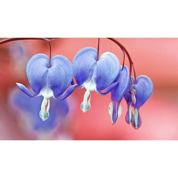 25 Light Blue Bleeding Heart Seeds