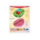 thumbnail image 1 of Póster Célula Vegetal Y Animal Educatodo B-0126-I, 1 of 2