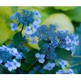 thumbnail image 2 of Gulin, Sylvia 30x26 White Modern Wood Framed Museum Art Print Titled - USA-Washington State-Pacific Northwest-Sammamish blue Hydrangea in our garden, 2 of 4