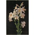 thumbnail image 2 of George Cochran Lambdin 17x24 Black Ornate Framed Double Matted Museum Art Print Titled: Easter Lily (ca. 1861-1897), 2 of 5