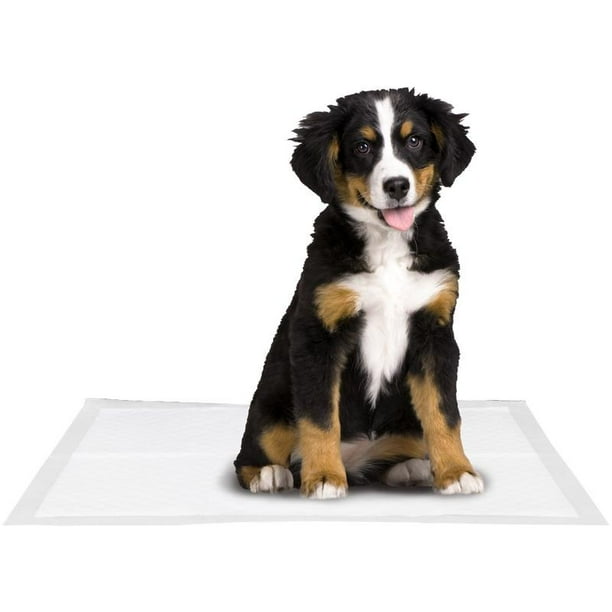 How To Treat Torn Dog Pads