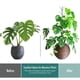 thumbnail image 2 of Juego de Clips de Soporte para Plantas Monstera, Estacas de Soporte para Plantas, Poste de para Plantas de Interior, Estacas para Plantas Trepadoras, 2 of 5