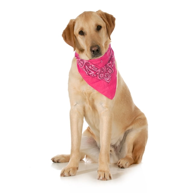 Balec 5-Pack Paisley Cotton Dog Scarf Triangle Bibs - XL & Washable (Hot Pink)