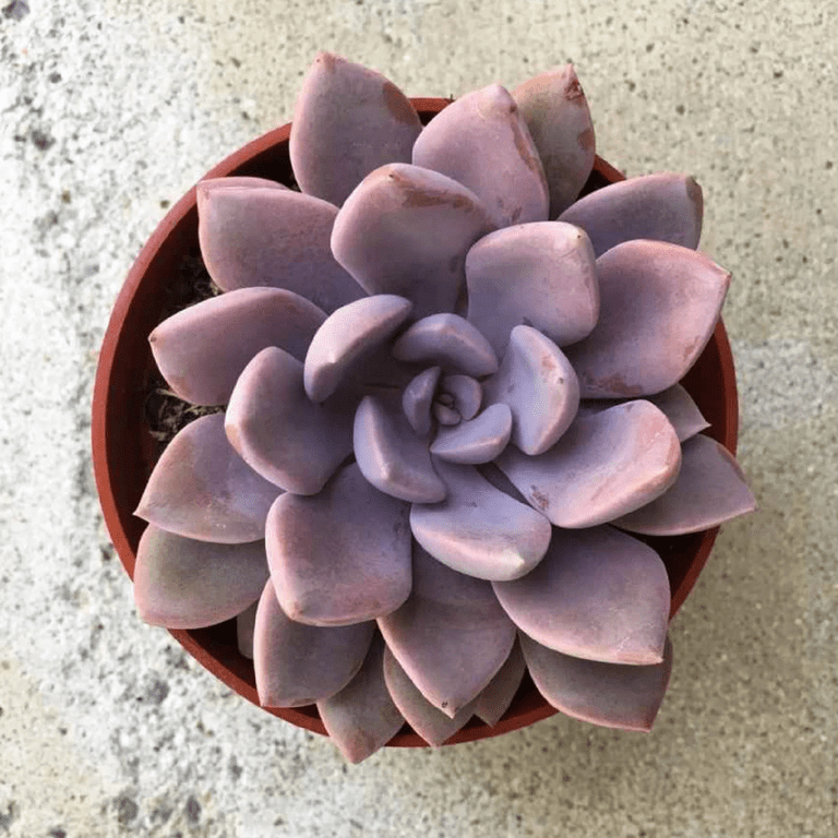 Live Graptoveria Pink Succulent in 4 Inch Pot, Pink Succulent Live Plant  Houseplant Succulent Cactus - Walmart.com
