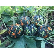 CZ Grain 10 Warty Goblin Pumpkin Seeds, Amazing Coloring