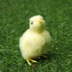 thumbnail image 5 of Realistic Chick Decoration Furry Animal Doll Simulation Sound Chicken Soft Plush Toy Easter DIY Miniature Chicken Toys For Kids, 5 of 5