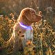 thumbnail image 5 of Collares De Perro Led Que Brillan Intensamente Collar De Mascota Súper Brillante Collar De Perro Recargable E Impermeable Por Usb Con 3 Modos De Iluminación Collar De Luz Nocturna De Seguridad Ajustab Muyoka Hogar, 5 of 7