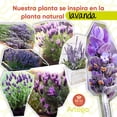 thumbnail image 4 of Planta artificial moderna Artego con maceta decorativa Lavanda Compacta Pack de 2 unidades 34cm de alto, 4 of 9