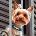 thumbnail image 4 of Pet Artist Personalized Dog Collar Braided Soft Padded Leather with Custom Pet Name ID Tag, 4 of 10