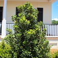 thumbnail image 4 of Expert Gardener 1.5- 2 ft tall Oak Leaf Holly Live Tree in 3-Gallon Grower Pot, 4 of 6